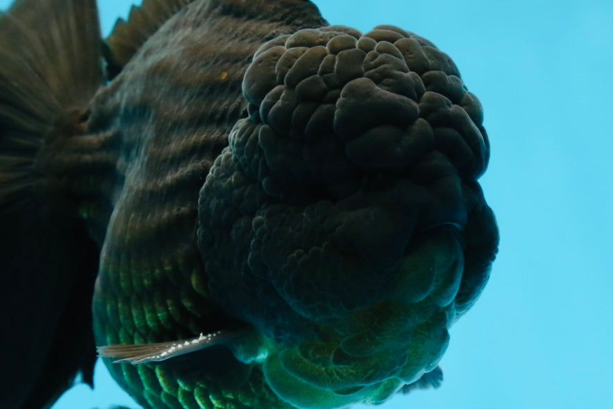 AAA Grade VERY SPECIAL Godzilla Black Oranda Male 5-5.5 inches #051625OR_18