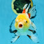 ADRORABLE Lemonhead Oranda Female 5-5.5 inches #091225OR_18