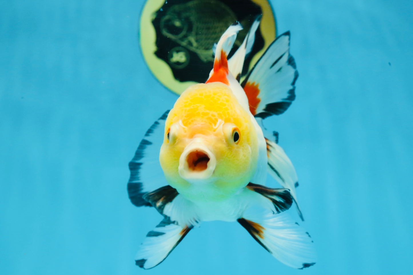 ADRORABLE Lemonhead Oranda Female 5-5.5 inches #091225OR_18