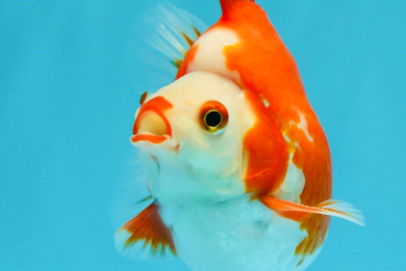 SUPER AAA Grade Red White Ryukin Male 4 inches #022726RK_16