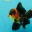 LAVA AAA Grade Apache Oranda Male 5.5 inches #100926OR_21