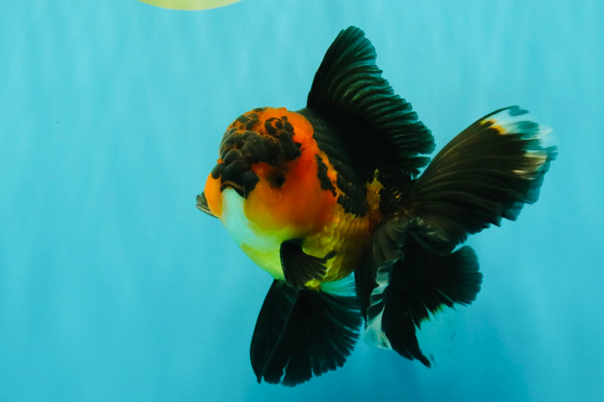 LAVA AAA Grade Apache Oranda Male 5.5 inches #100926OR_21