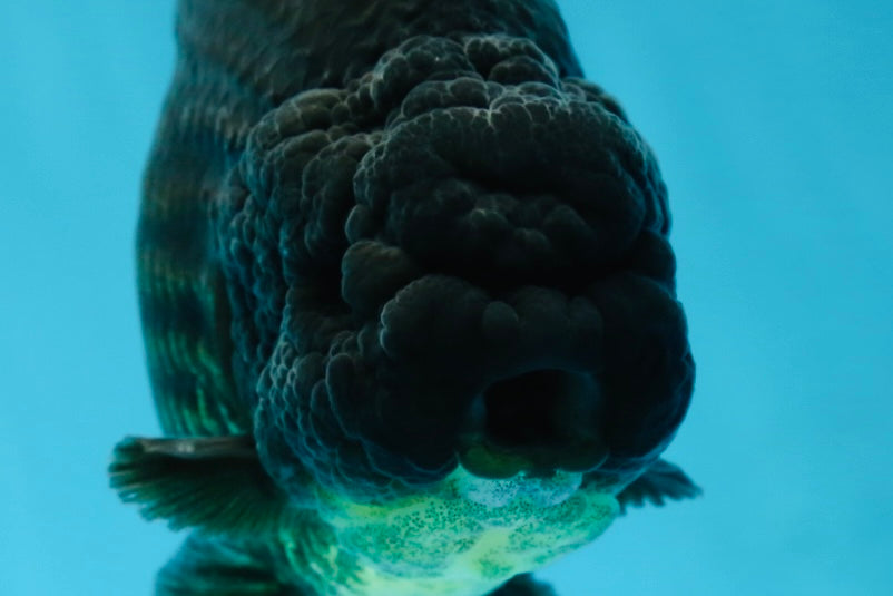 AAA Grade Strong Body Structure Godzilla Black LionKing 5-5.5 inches #051625LC_09