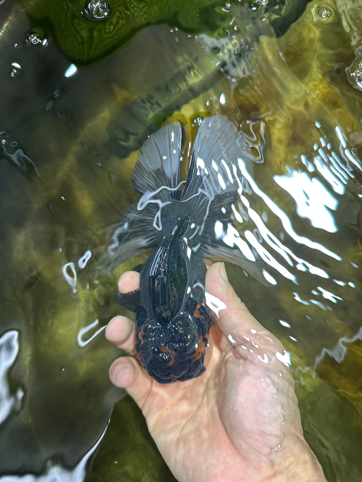 Chubby Cheek Tricolor Oranda Male 5.5 inches #053025OR_31