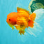 TOMATO A Grade Red White Oranda Female 6 inches #082826OR_17