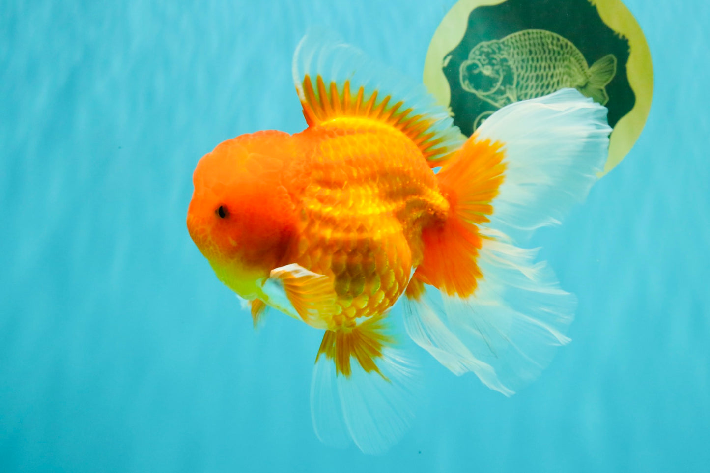 TOMATO A Grade Red White Oranda Female 6 inches #082826OR_17