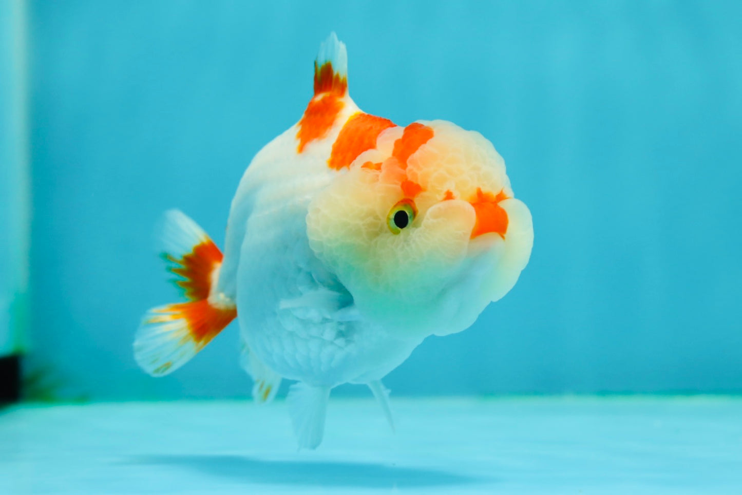 🐣 New Baby Red White Shark Lionchu Female 3.5-4 inches #0223LC_04