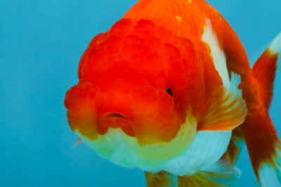 Red White Lionchu Female 4 inches #121225LC_10