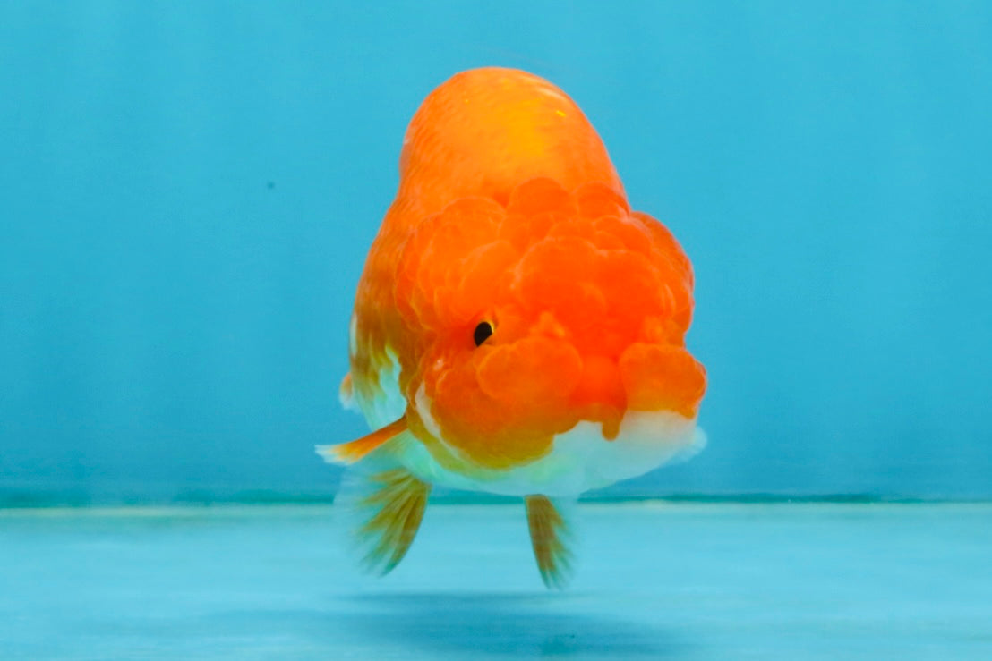 A Grade Red White LionQueen 4 inches #121225LC_09