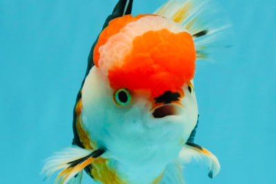 CHARLIE A Grade Tricolor Oranda Male 5.5 inches #032026OR_13