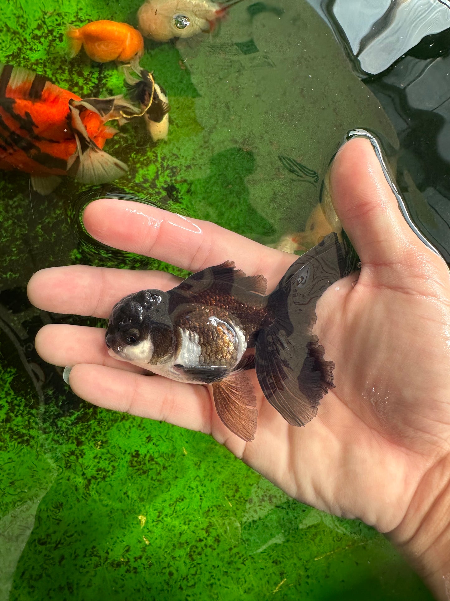 Panda Oranda Male 3.5 inches #1011OR_27