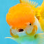 Orange White Oranda Female 5.5 inches #071125OR_07