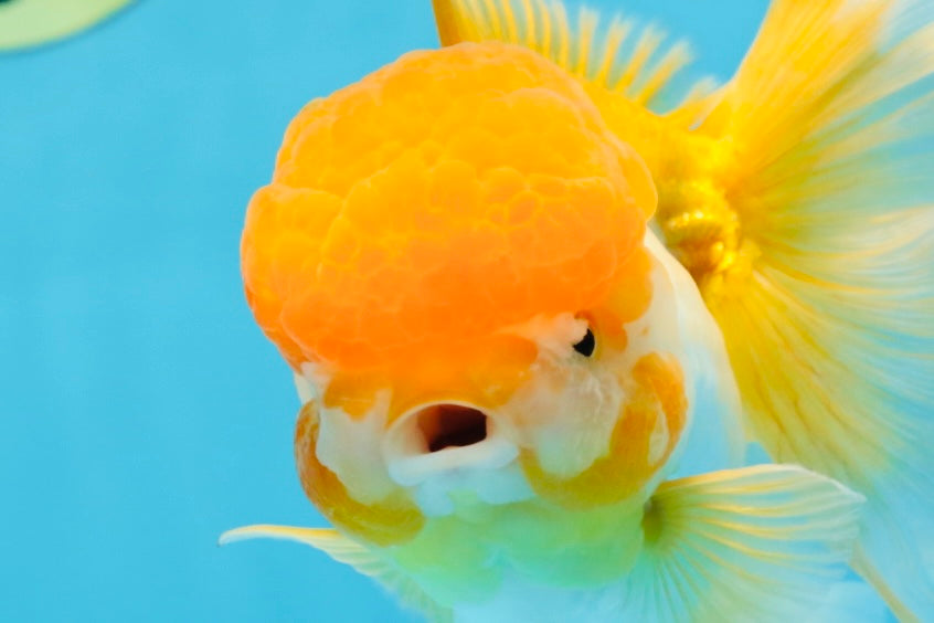 Orange White Oranda Female 5.5 inches #071125OR_07