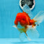 A Grade Cherry Sakura Oranda Mâle 6 pouces #0726OR_06