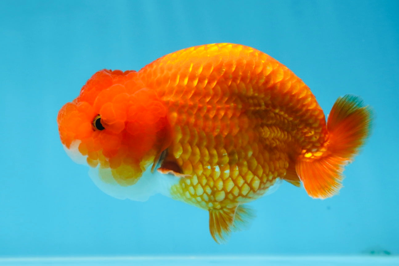 A Grade FLUFFY WEN Red White LionQueen 4.5 inches #072525LC_02