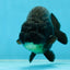 AAA Grade Hugh Back Black Ranchu 5-5.5 inches #050925RC_02