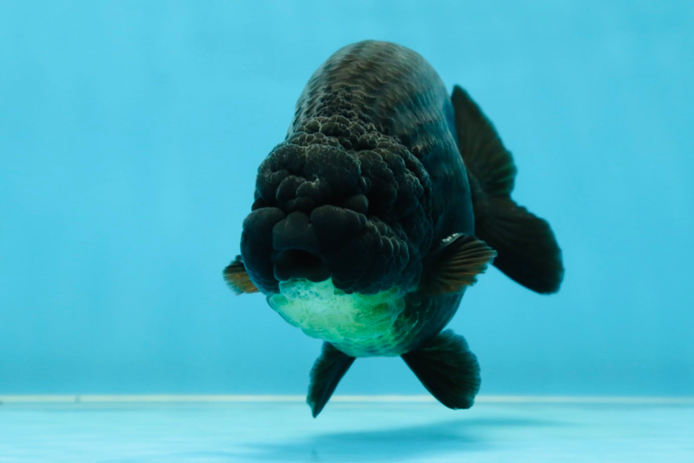 AAA Grade Hugh Back Black Ranchu 5-5.5 inches #050925RC_02