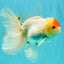 A Grade Special Heart Head Red White Oranda Male 6 inches #101626OR_01