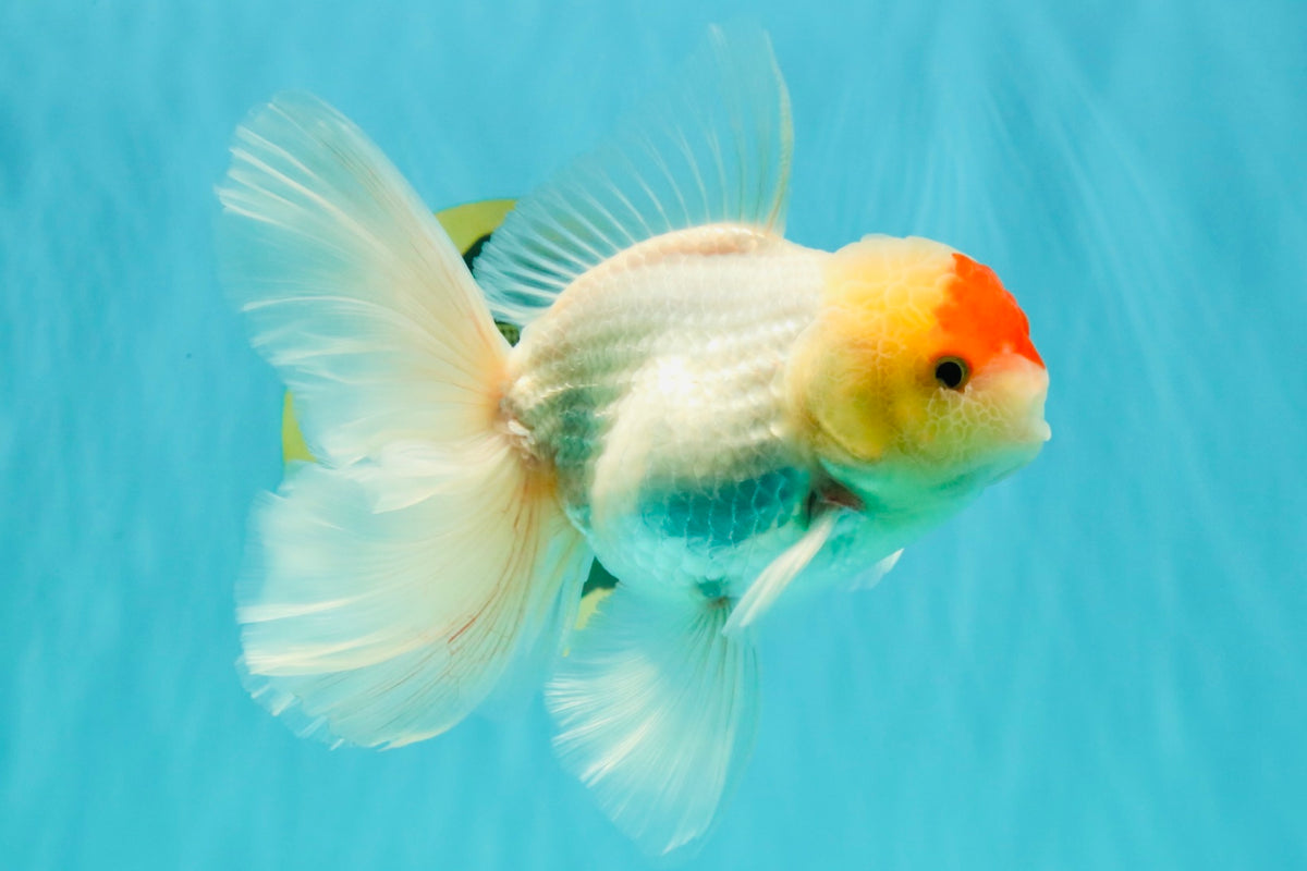 A Grade Special Heart Head Red White Oranda Male 6 inches #101626OR_01
