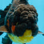 AAA Grade SPECIAL Red White Oranda Male 6.5 inches #080825OR_20