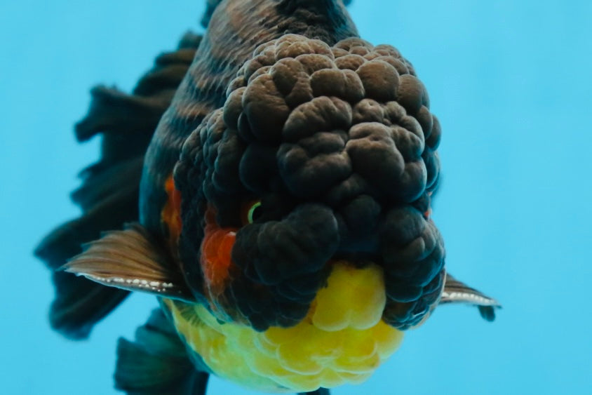 AAA Grade SPECIAL Red White Oranda Male 6.5 inches #080825OR_20