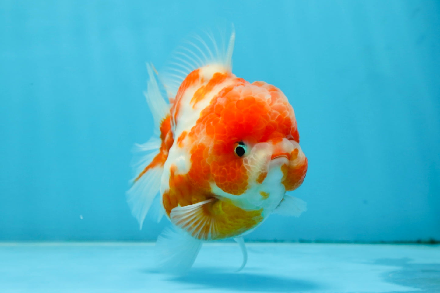 AAA Grade Cherry Sakura Yuanbao Female 4-4.5 inches #101025YB_24