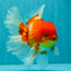 AAA Grade Red White Oranda Male 5.5 inches #072426OR_12