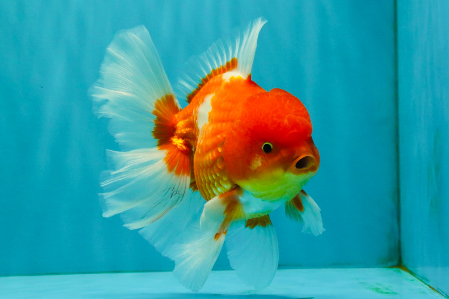AAA Grade Red White Oranda Male 5.5 inches #072426OR_12