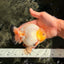 SUPER CUTE AAA Grade White Yuanbao Male 5 inches #061926YB_36