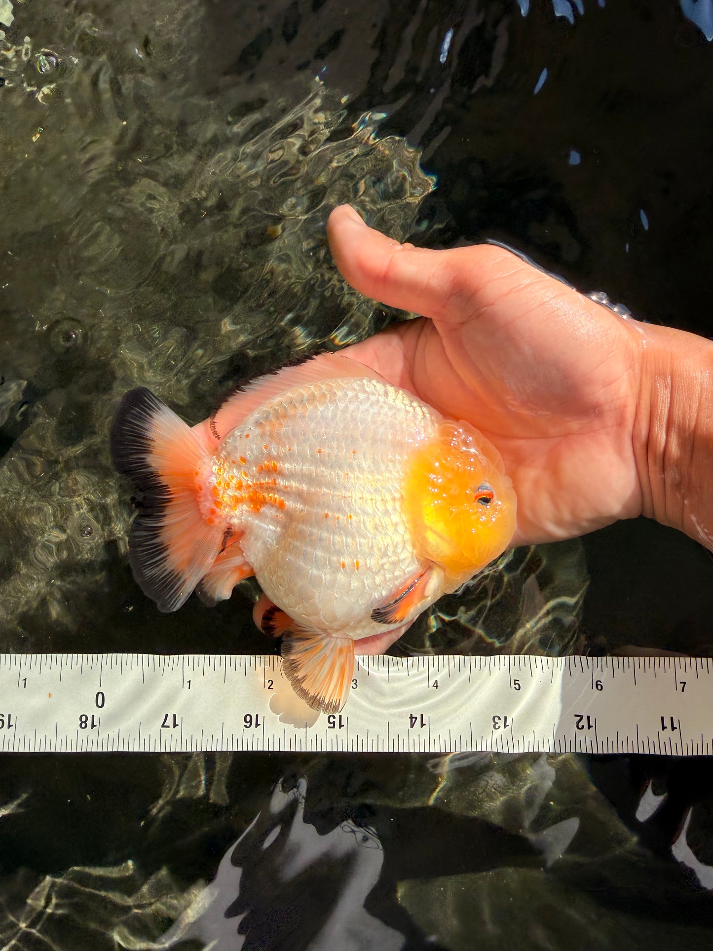 SUPER CUTE AAA Grade White Yuanbao Male 5 inches #061926YB_36