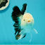 A Grade Panda Oranda Male 5 inches #110124OR_17