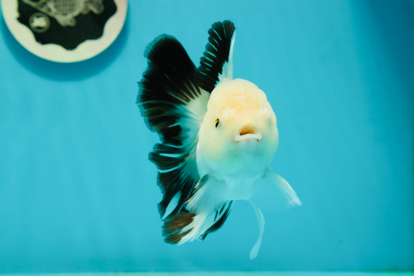 A Grade Panda Oranda Male 5 inches #110124OR_17