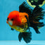 A Grade SUPER CUTE Apache Oranda Male 5.5 inches #072525OR_11