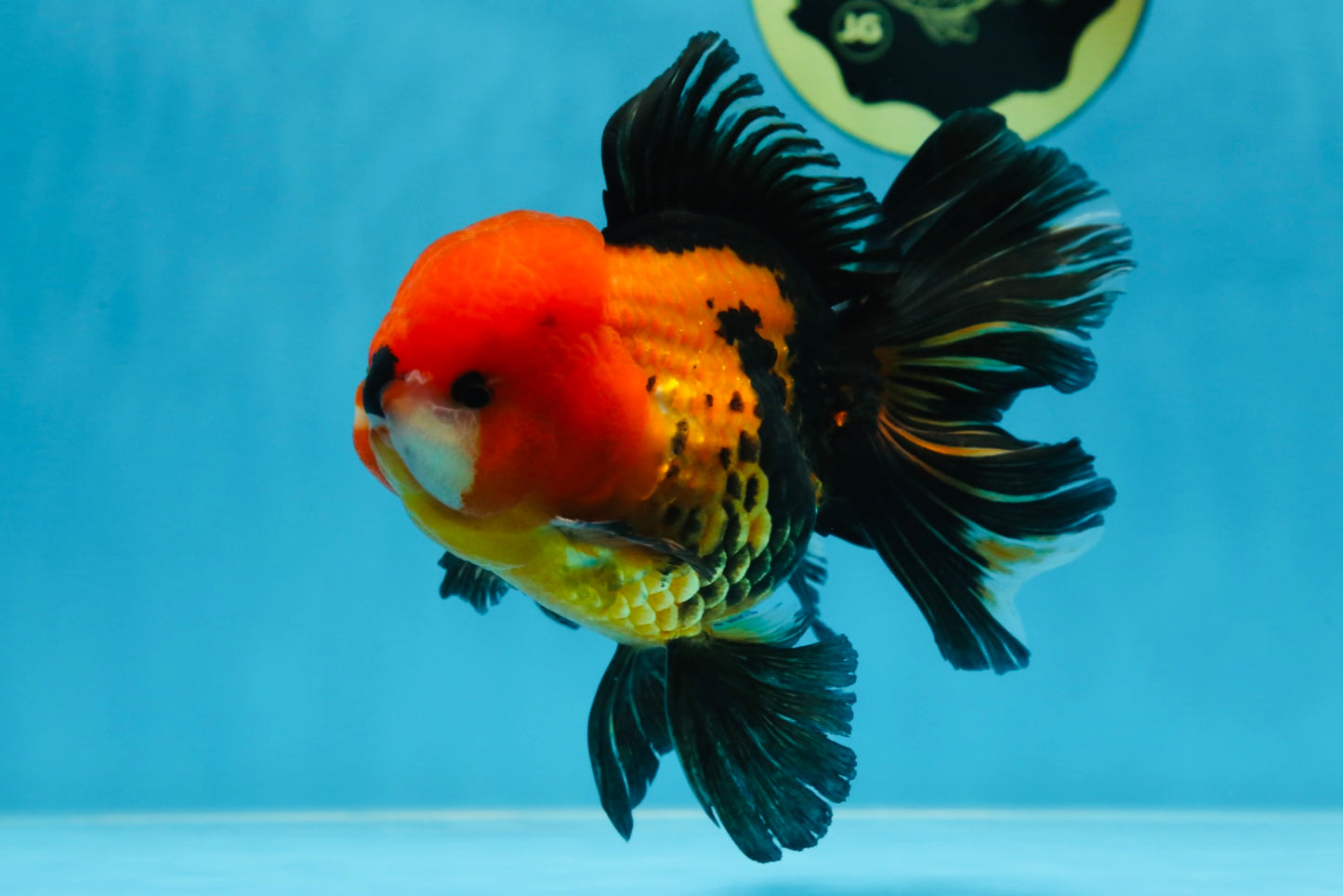 A Grade SUPER CUTE Apache Oranda Male 5.5 inches #072525OR_11