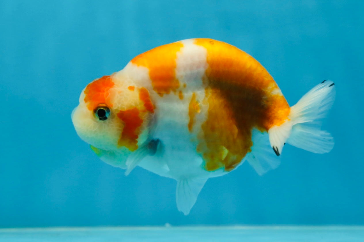 A Grade Kohaku Sakura Female LionQueen 4-4.5 inches #060625LC_02