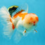 AAA JUMBO Grade Red White Oranda Male 6.5 inches #051625OR_33