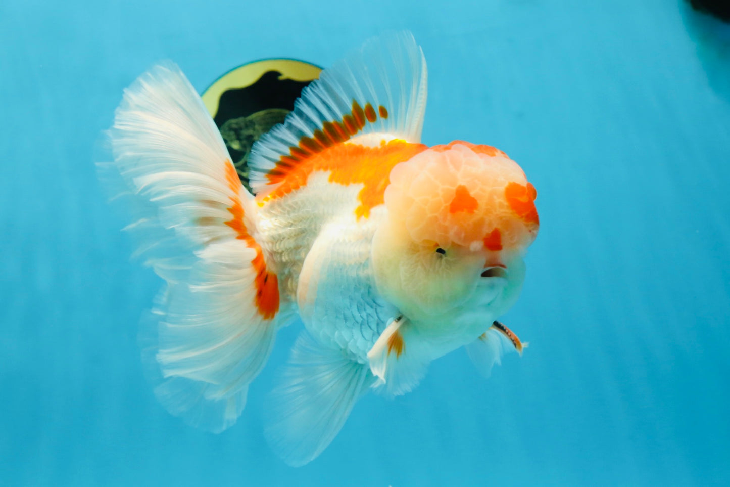 AAA JUMBO Grade Red White Oranda Male 6.5 inches #051625OR_33
