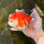 SUPER CUTE A Grade Sakura Oranda Female 5.5 inches #102425OR_21