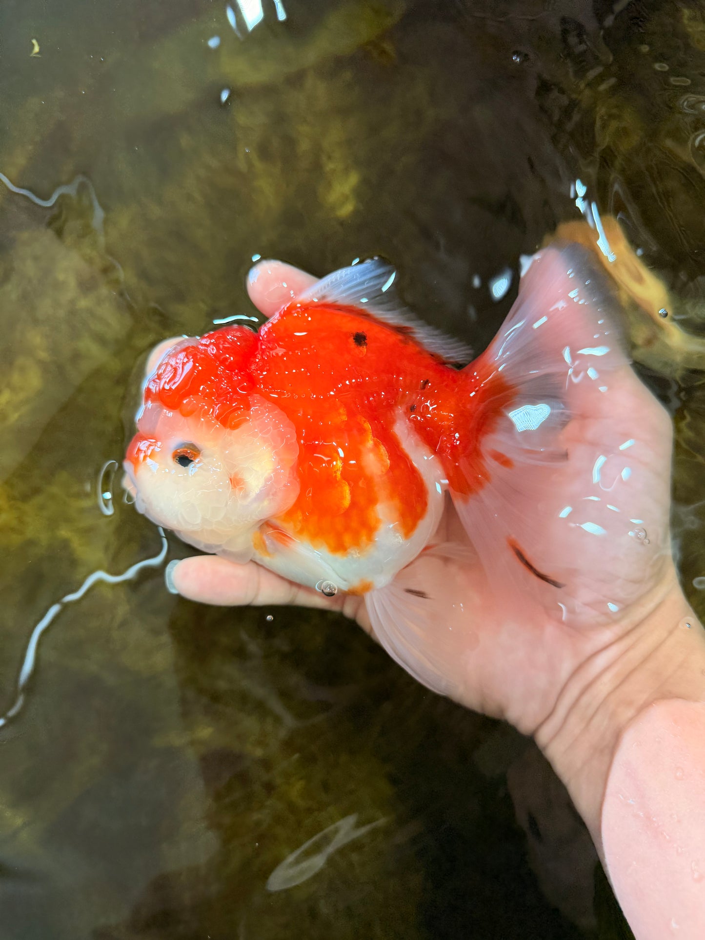 SUPER CUTE A Grade Sakura Oranda Female 5.5 inches #102425OR_21