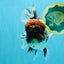 CHUBBY AAA Grade Godzilla Kirin Oranda Male 6.5 inches #050826OR_02