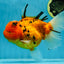Jumbo A Grade Tiger Oranda Butterly Tail Female 7.5 inches #050225OR_12