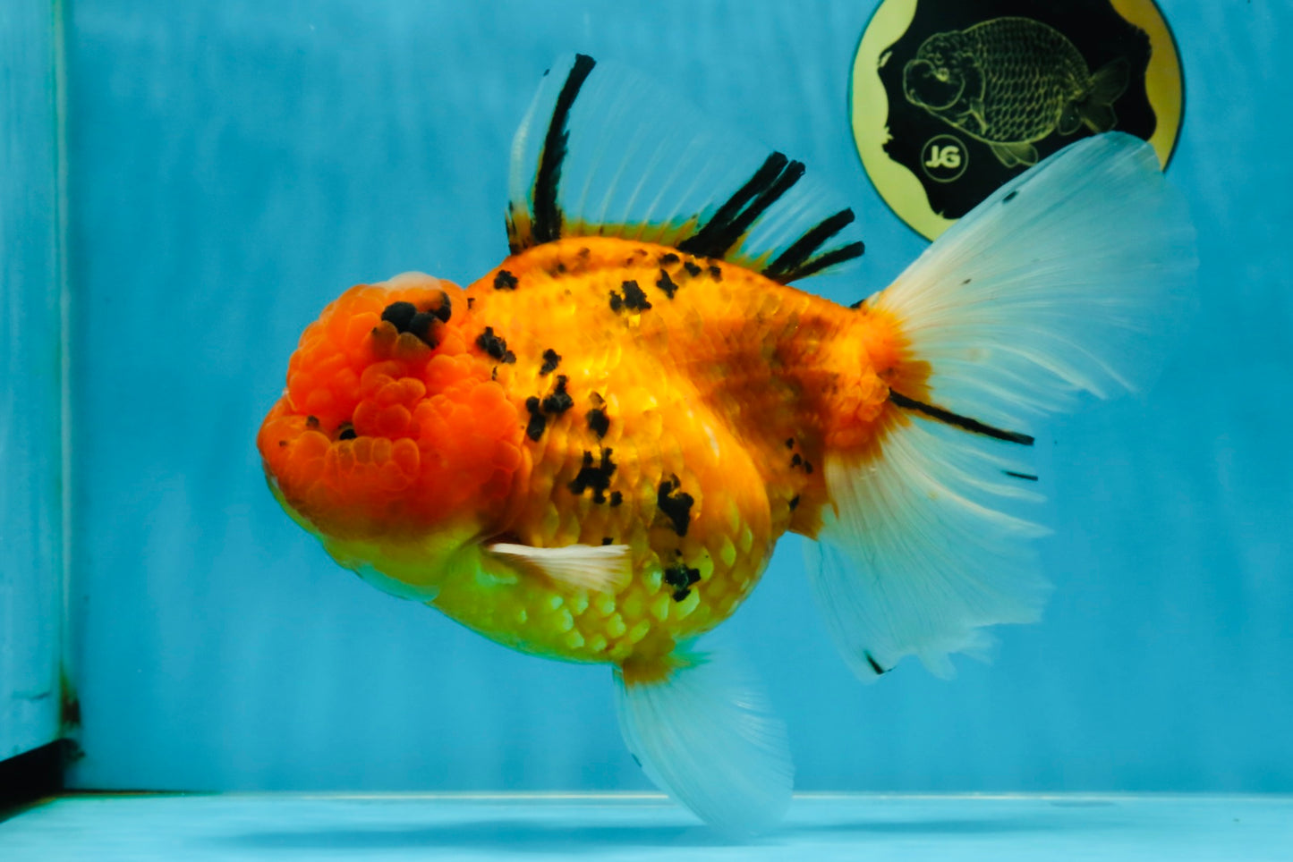 Jumbo A Grade Tiger Oranda Butterly Tail Female 7.5 inches #050225OR_12