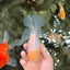 A Grade White Oranda Male 5.5-6 inches #072426OR_21