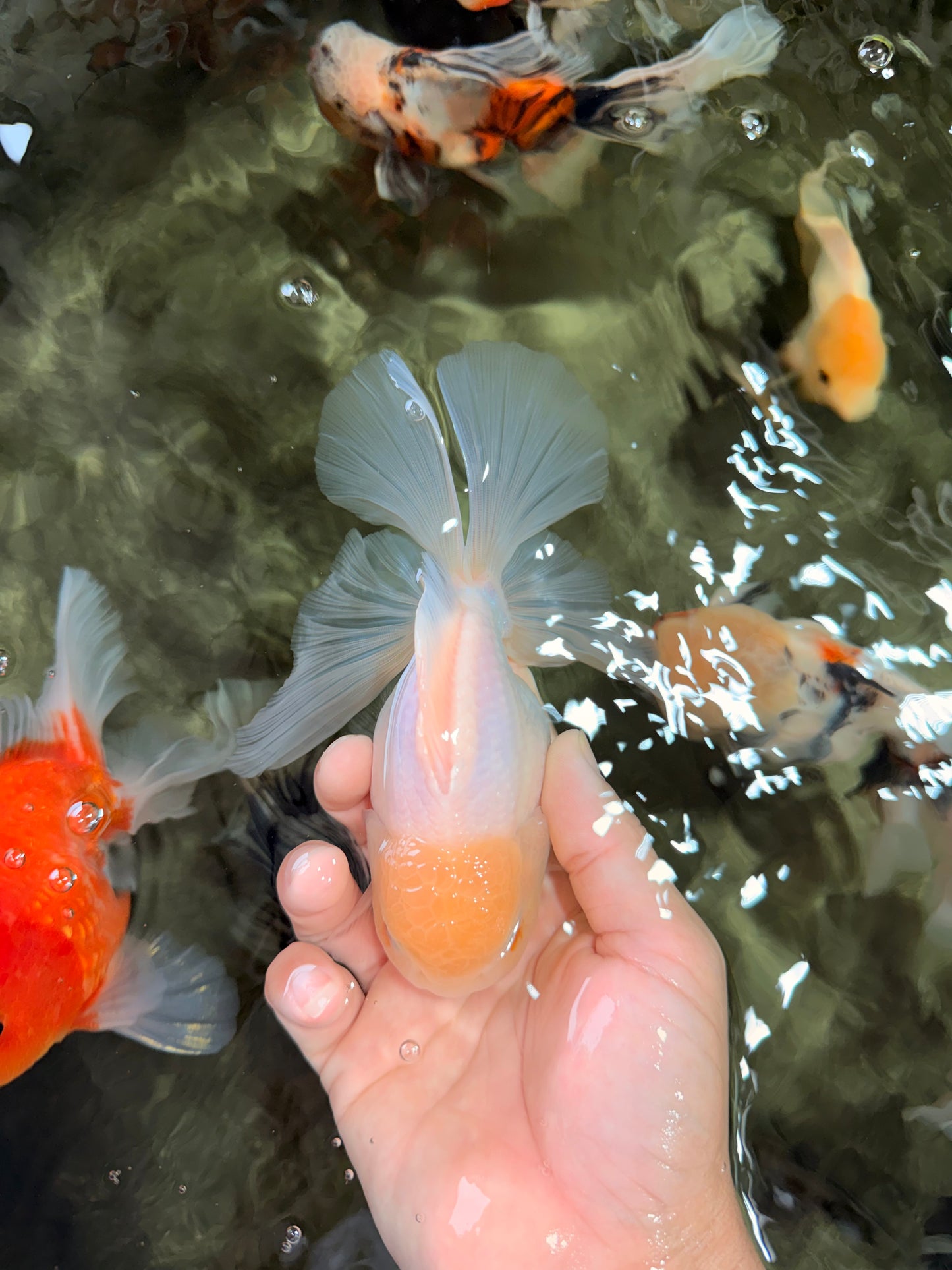 A Grade White Oranda Male 5.5-6 inches #072426OR_21