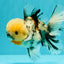 CHONKY AAA Grade Marble Oranda Male 5.5-6 inches #071726OR_28