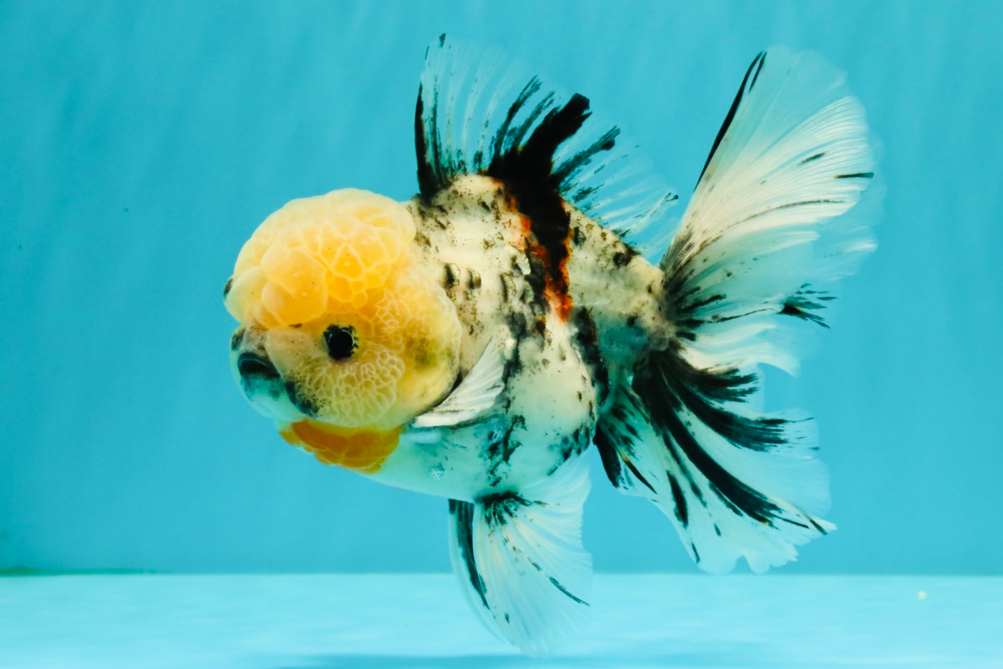 CHONKY AAA Grade Marble Oranda Male 5.5-6 inches #071726OR_28