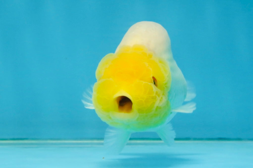 White Lionchu Female 3.5-4 inches #121225LC_14