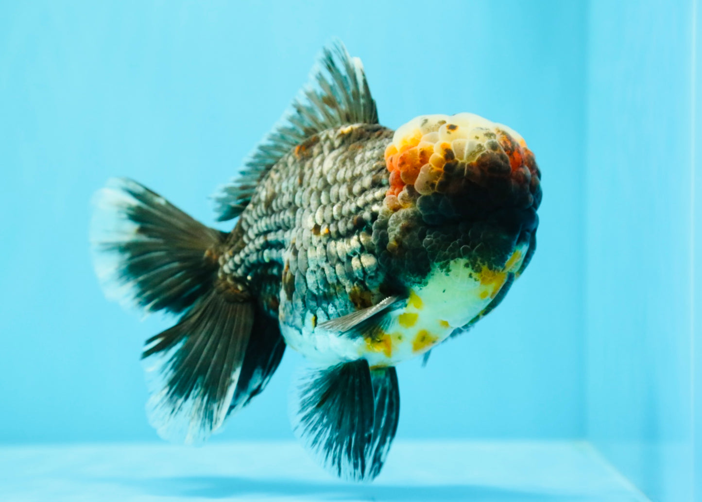 JUMBO AAA Grade Godzilla Jade Head Blue Kirin Oranda Male 6.5-7 inches #030626OR_08