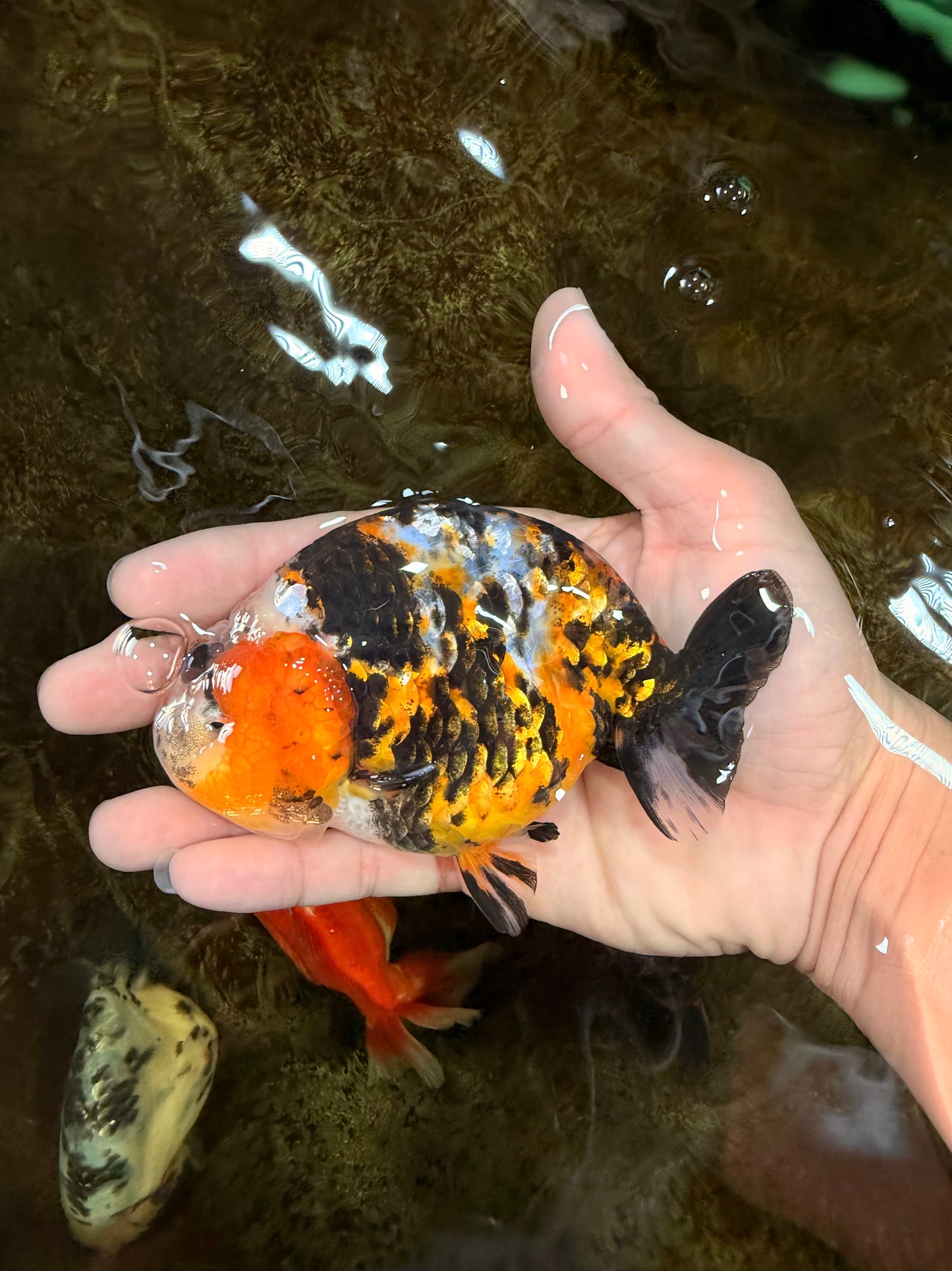 AAA Grade Chinese Calico Ranchu Female 4.5-5 inches #101725RC_17