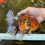 AAA Grade Young Godzilla Tiger Oranda Male 6 inches #080125OR_11